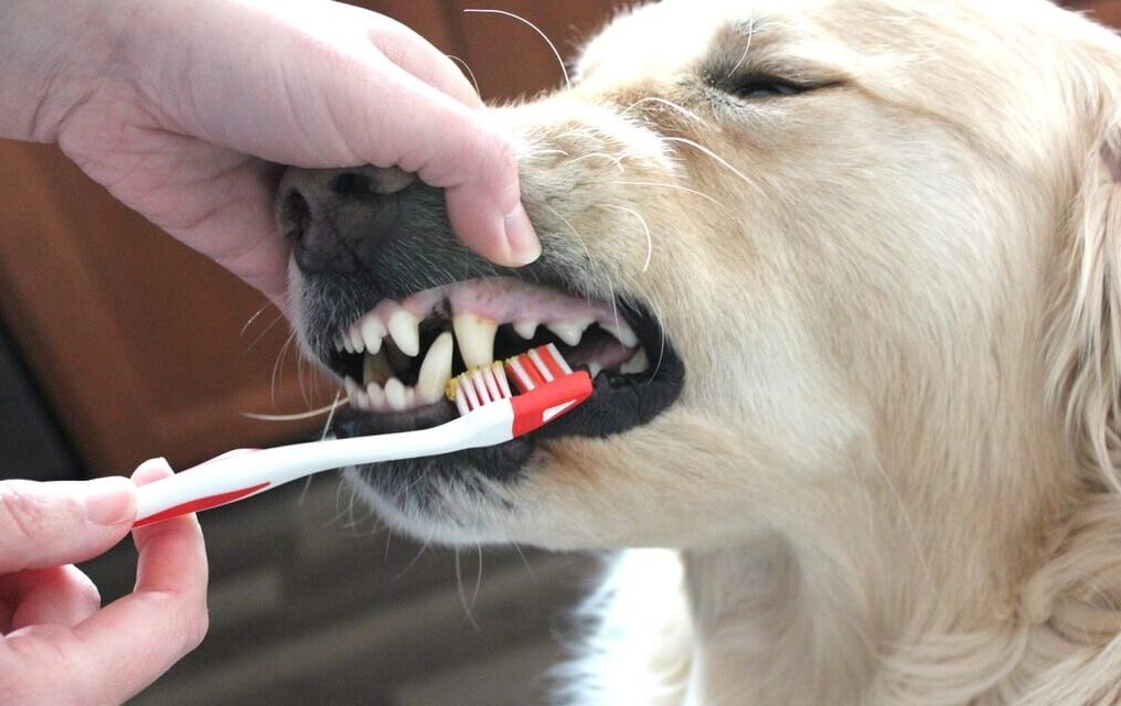 homemade dog toothpaste