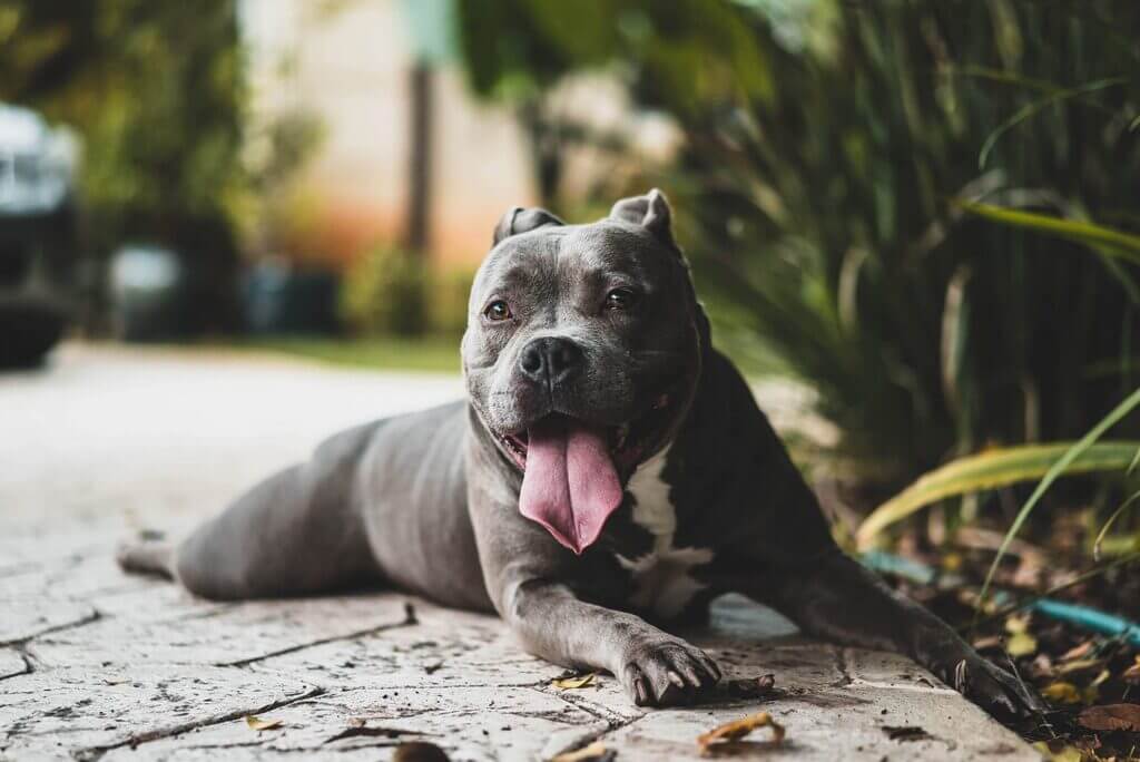 Blue Nose Pitbull – History, Facts, Health, Size, And More | Pets Nurturing