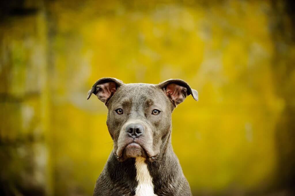 Blue Nose Pitbull Grooming