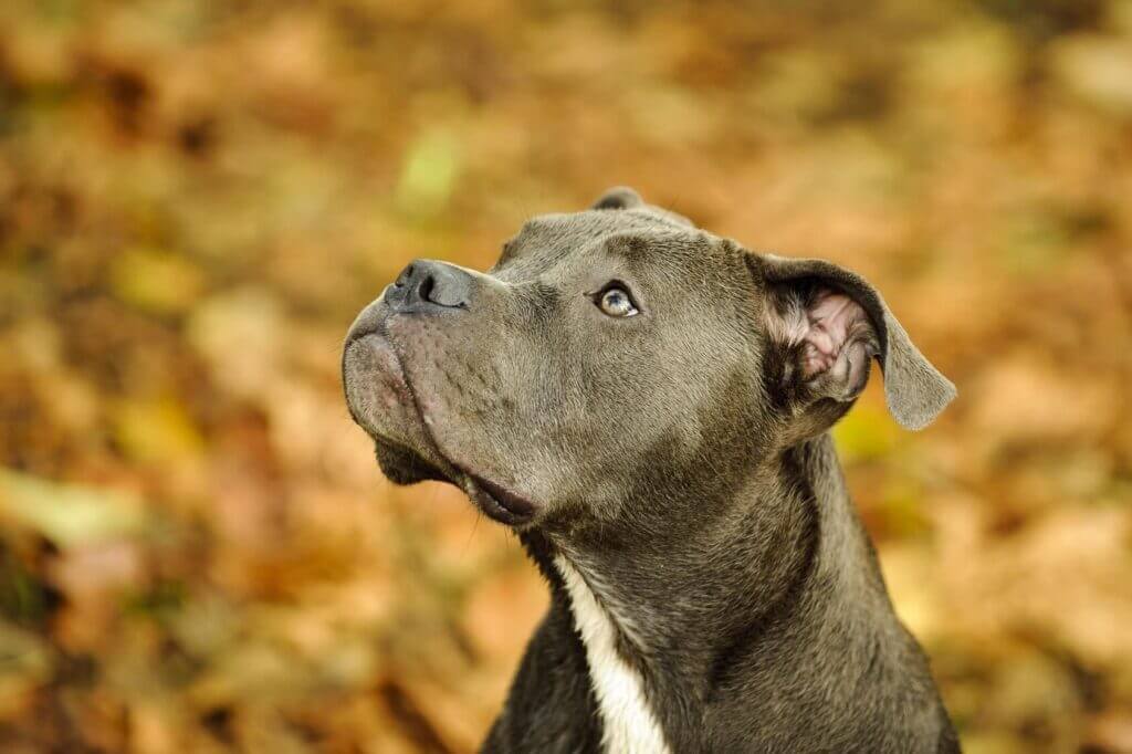 What is the Blue Nose Pitbull?