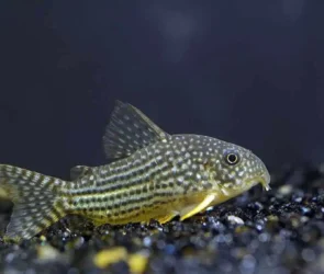 Cory Catfish Type