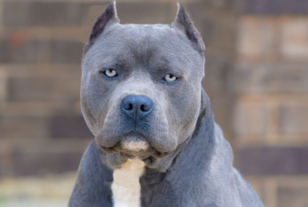 blue nose pitbull