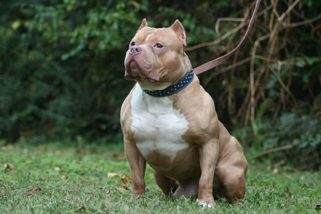 Red Nose Pitbull Overview