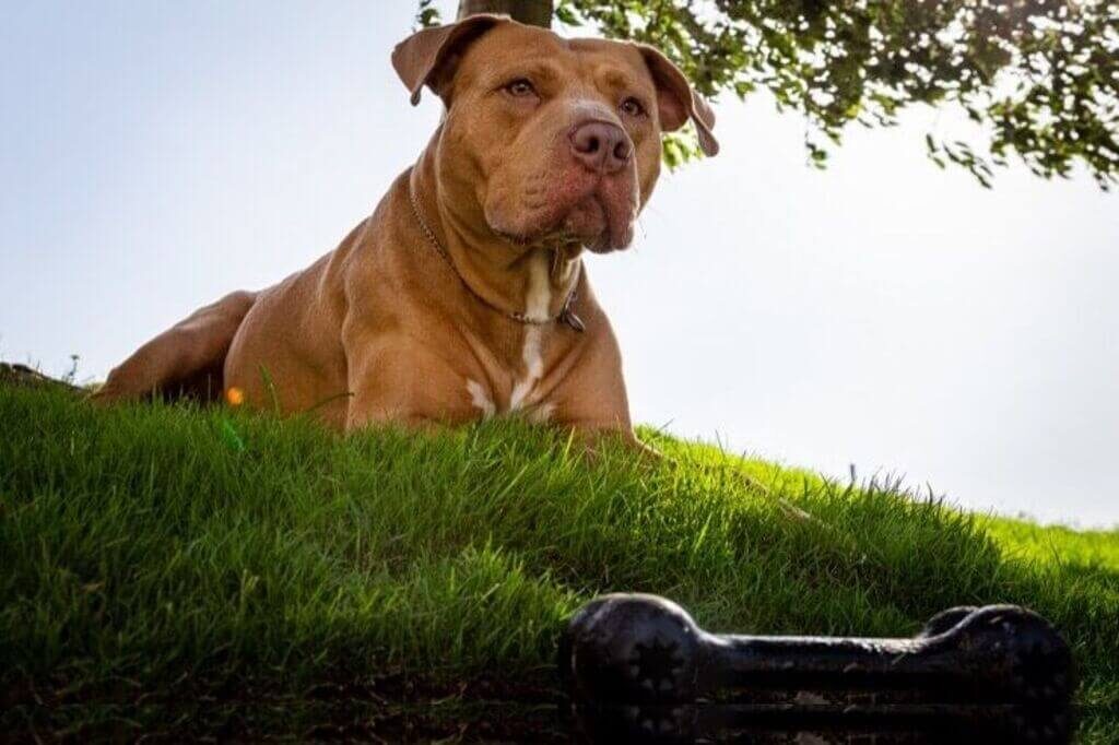 Red Nose Pitbull