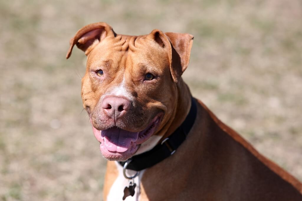 Physical Appearance of Red Nose Pitbull
