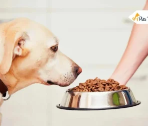 best dog food for allergie