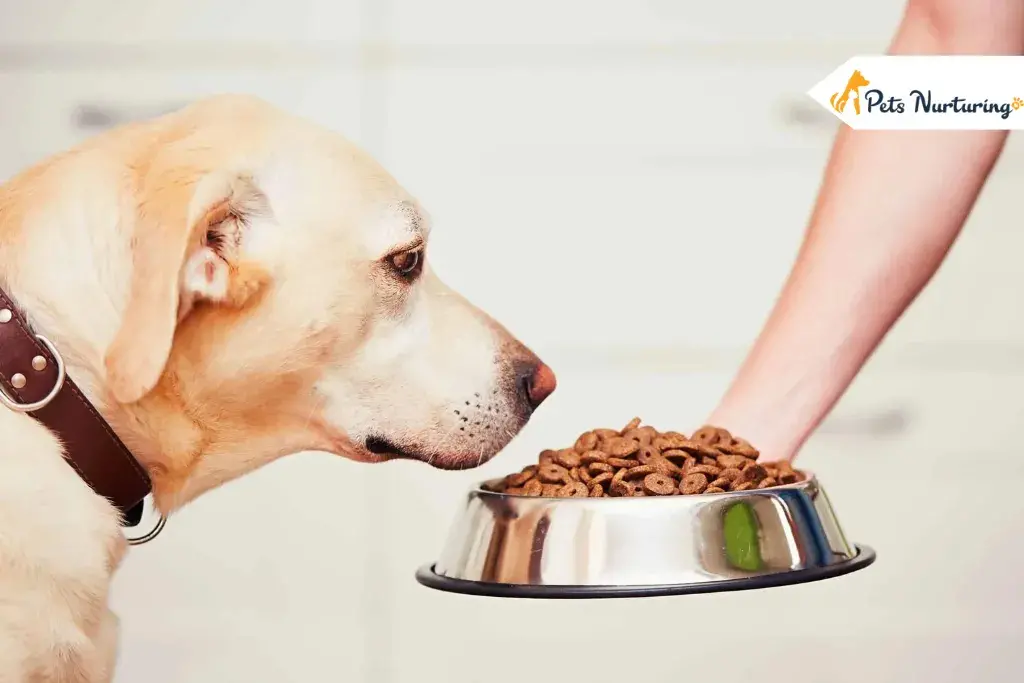 best dog food for allergie