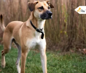 Black Mouth Cur Breed Informations