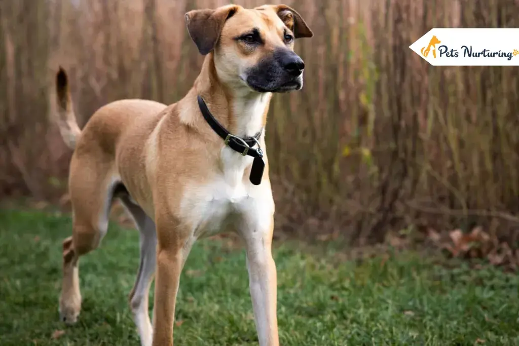 Black Mouth Cur Breed Informations