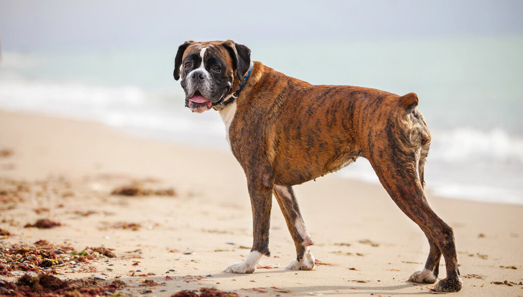 Boxers: Police Dog Breeds