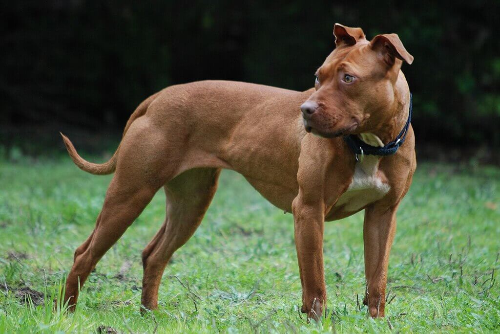 American Pitbull Terrier: Police Dog Breeds