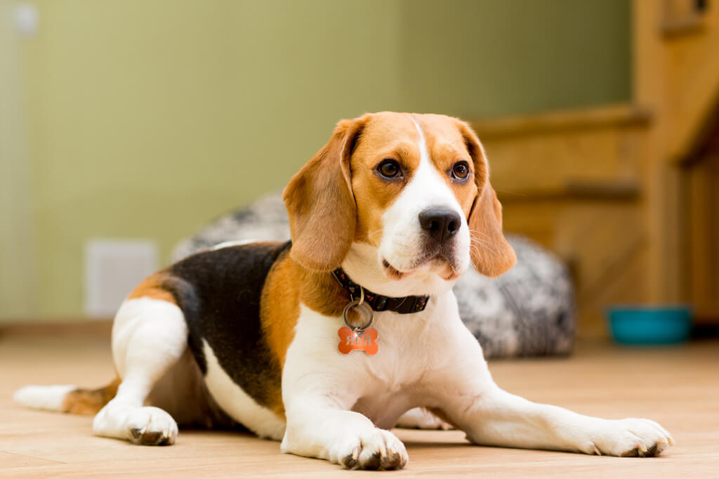 Beagle: Police Dog Breeds