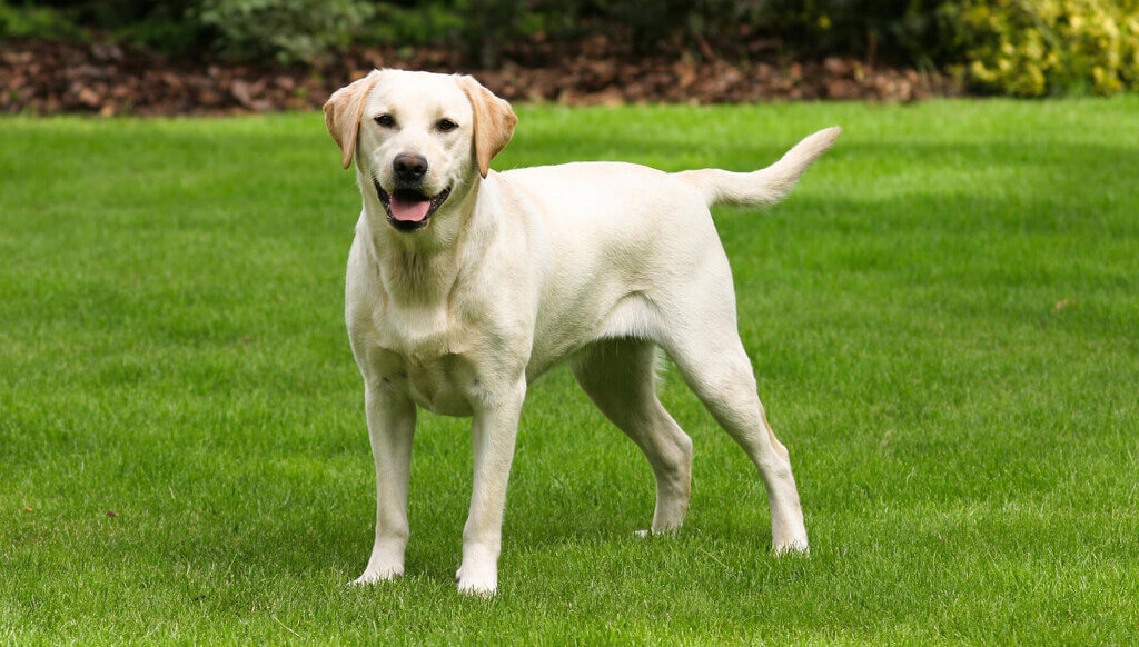 Labrador Retriever: Police Dog Breeds