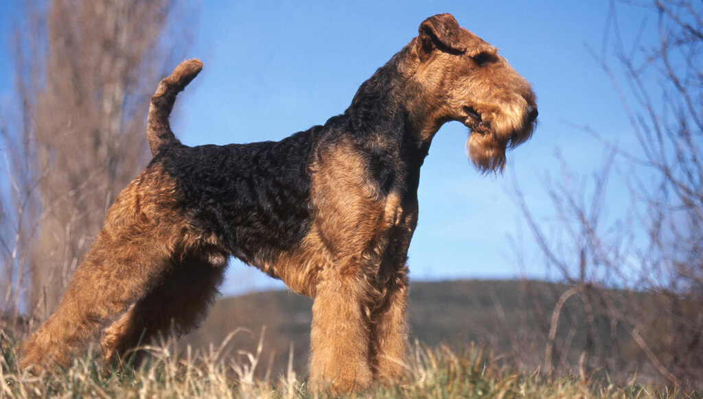 Airedale Terrier: Police Dog Breeds