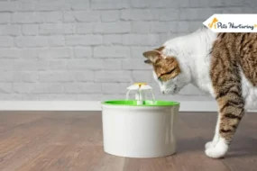 best cat water fountain