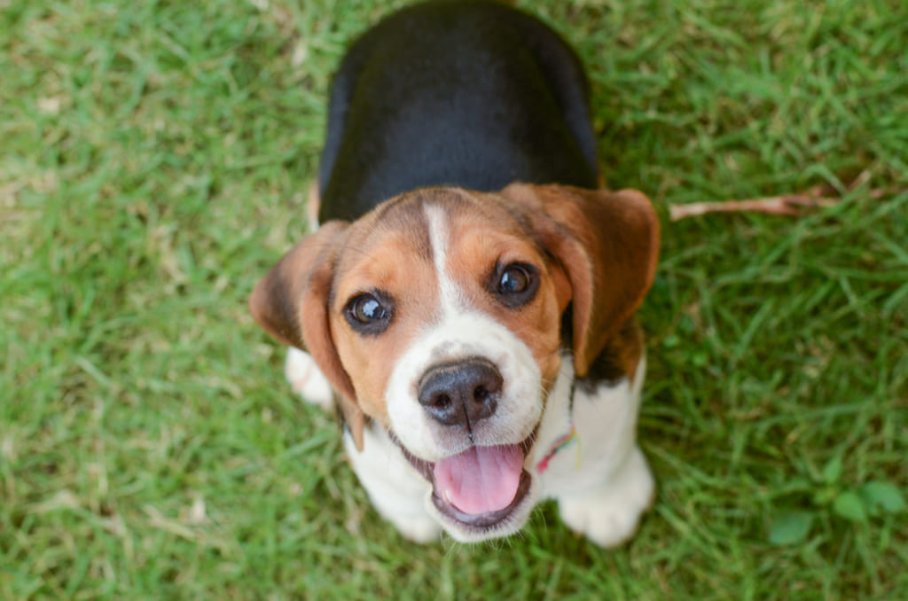 Beagle Dog Sitting on Green Grass