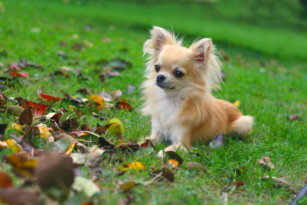 Chihuahua Lying on Grass
