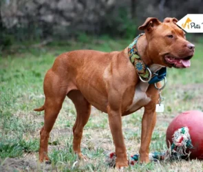 Different Types of Pitbull