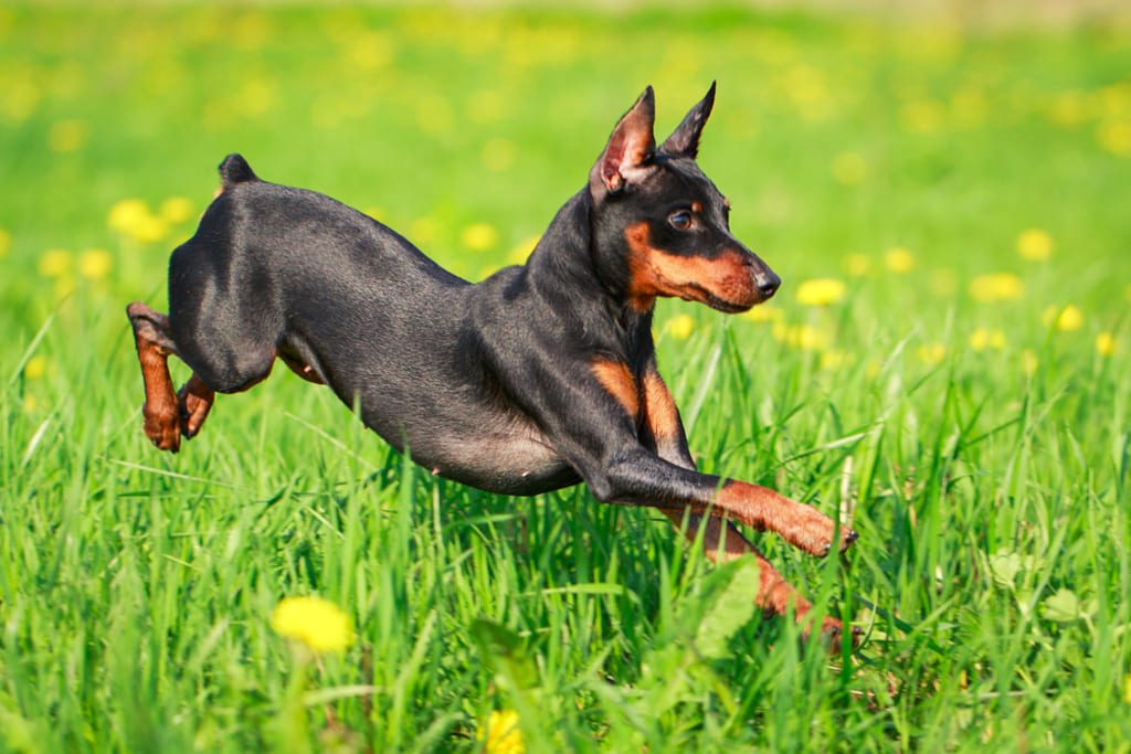 Miniature Pinscher Dog Running