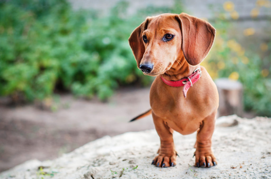 Portrait of Dachshund Dog