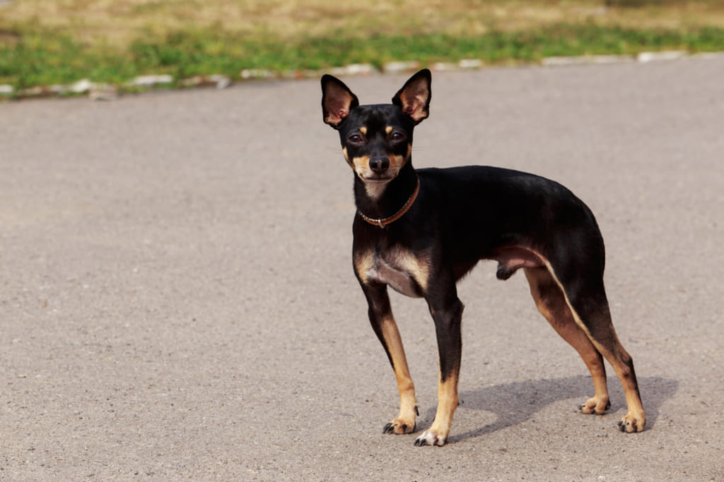 Toy Manchester Terrier Dog Breed