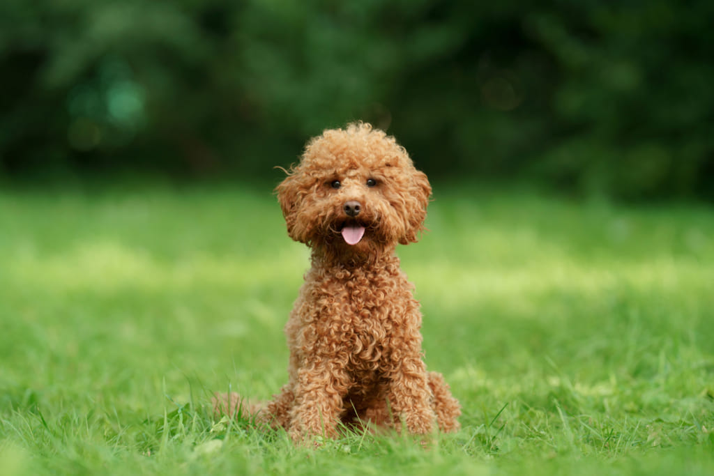 Toy Poodle on Grass