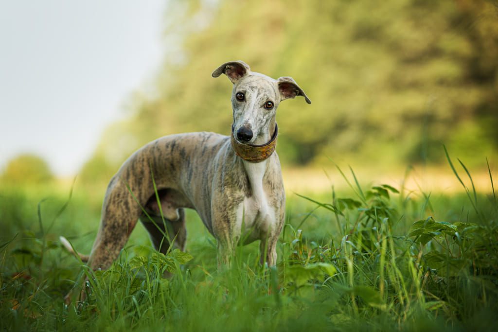 Whippet Dog in Meadow