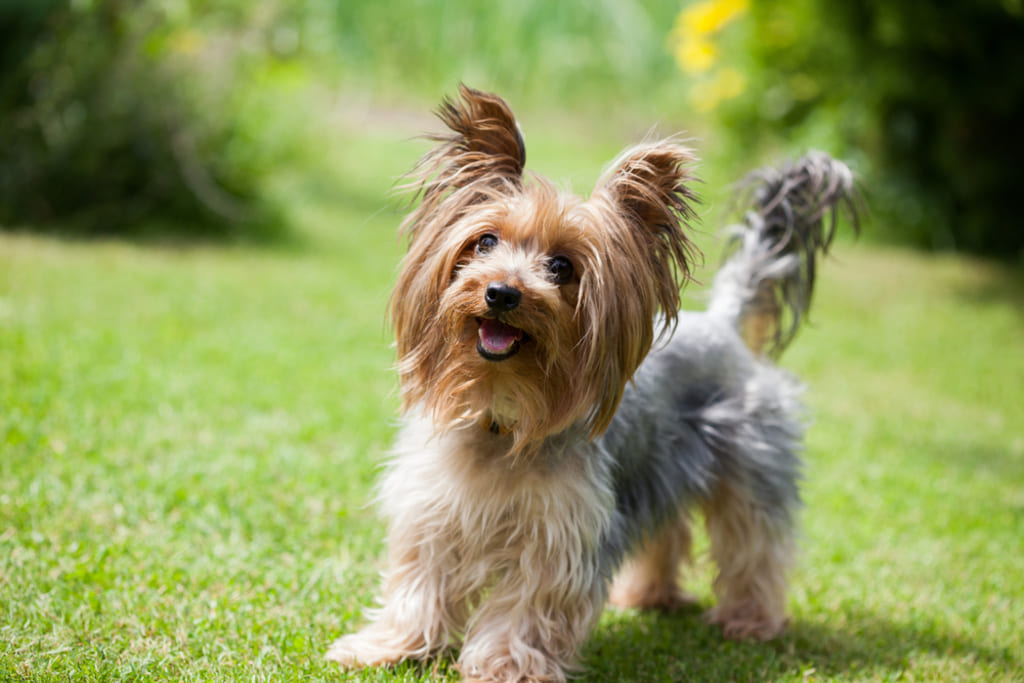 Yorkshire Terrier Playing in Park