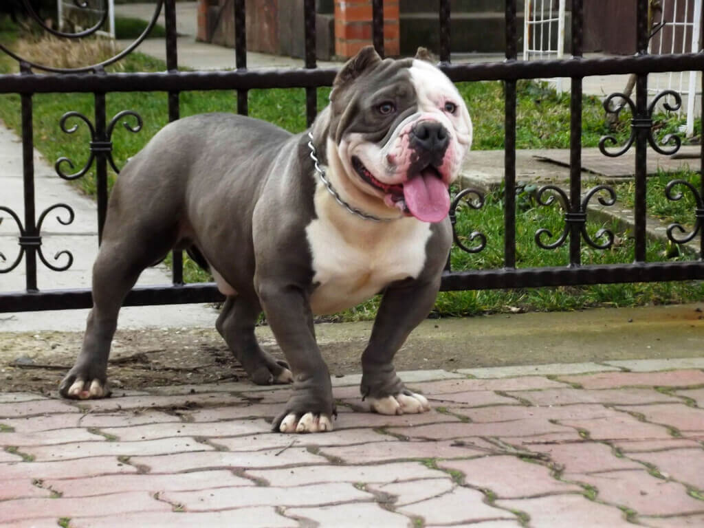 different types of pitbulls - American Bully