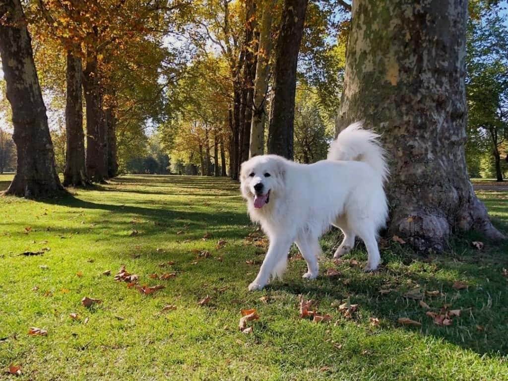 The Great Pyrenees: dumbest dog breeds