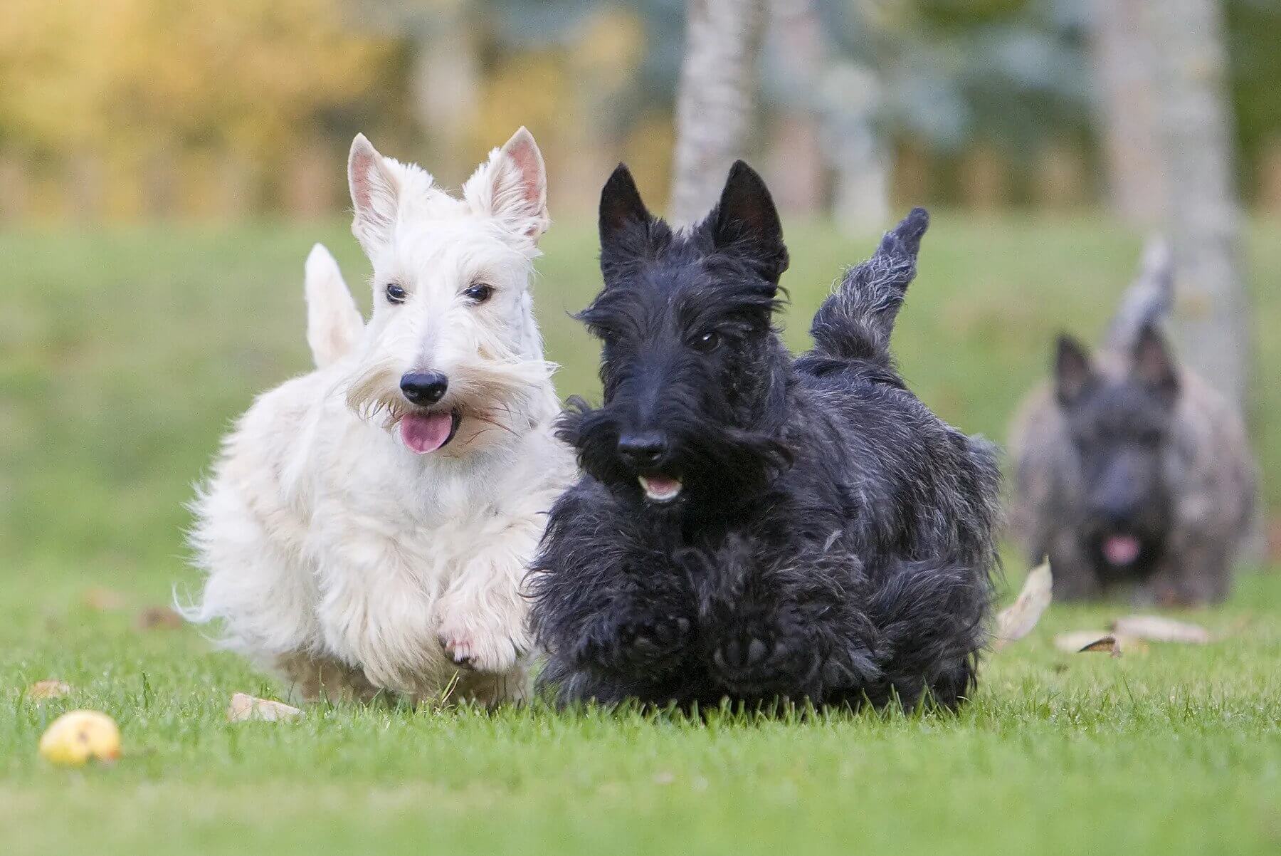 Scottish Terrier: dumbest dog breeds