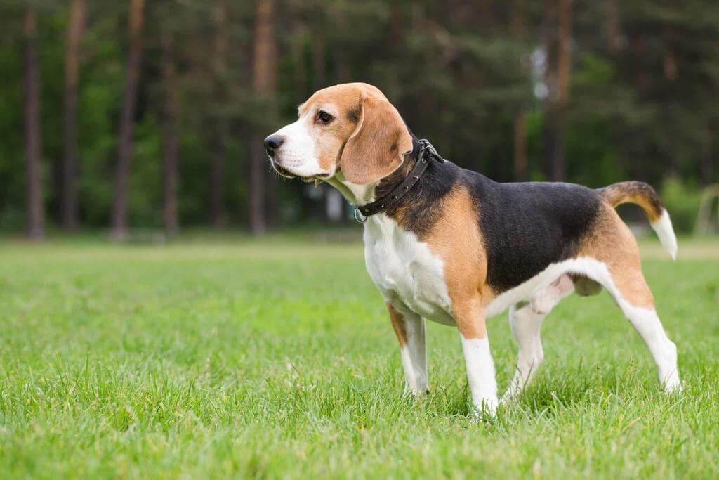 Beagle: dumbest dog breeds