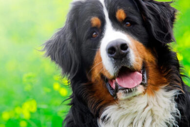 Bernese Mountain Dog Breed: History, Facts and More - Pets Nurturing