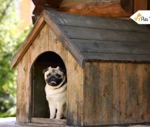 How To Build a Perfect Dog Houses