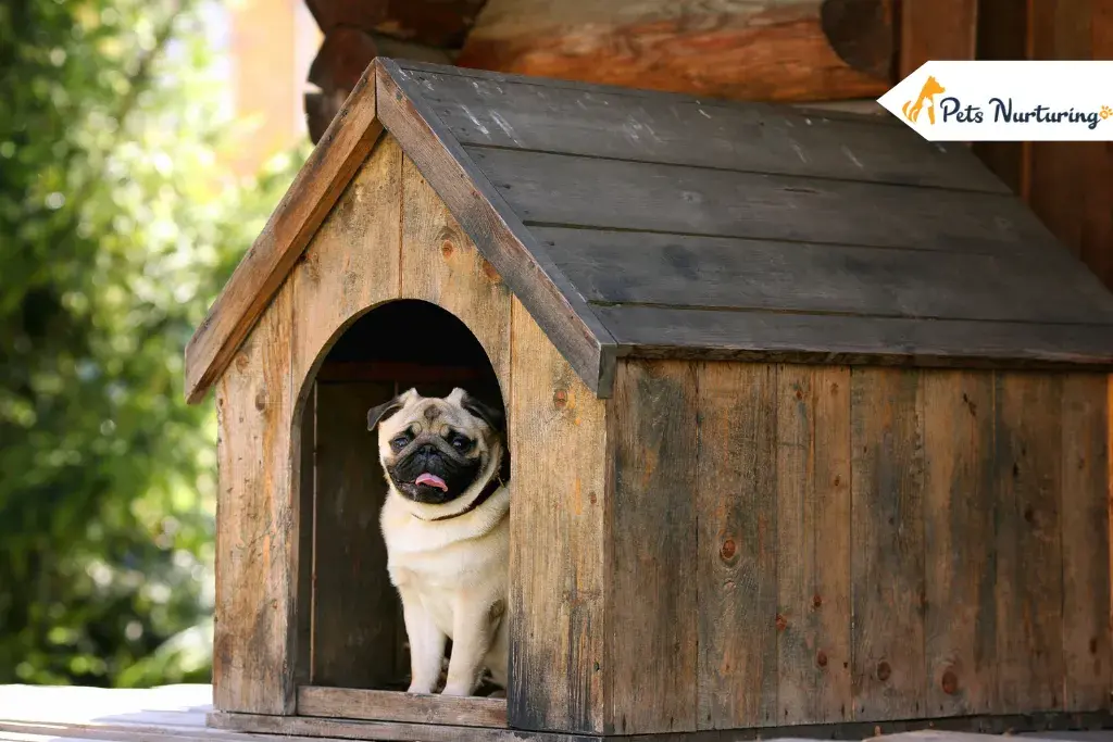 How To Build a Perfect Dog Houses