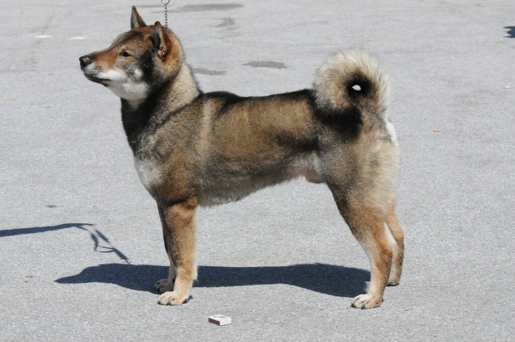 shikoku dog