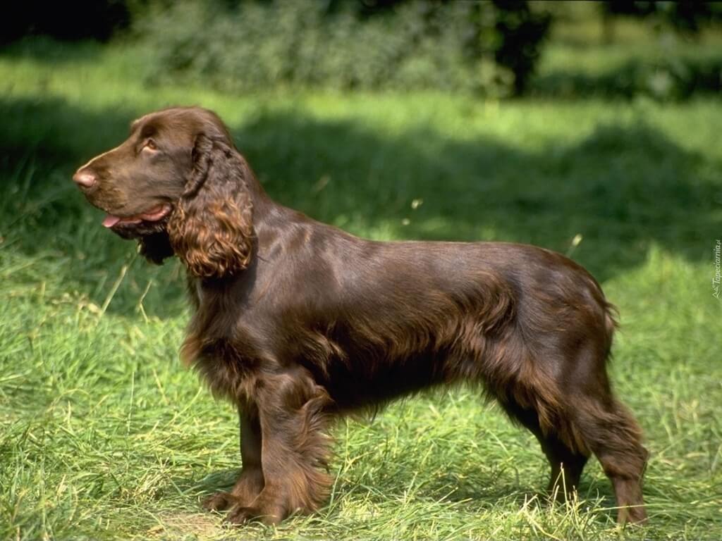 Russian Spaniel: spaniel dog