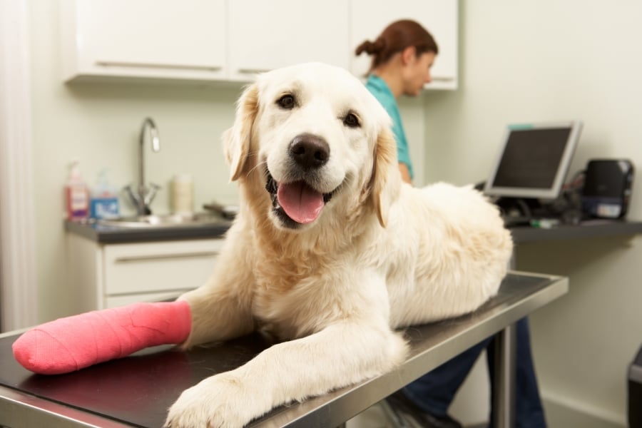 torn ACL in dogs