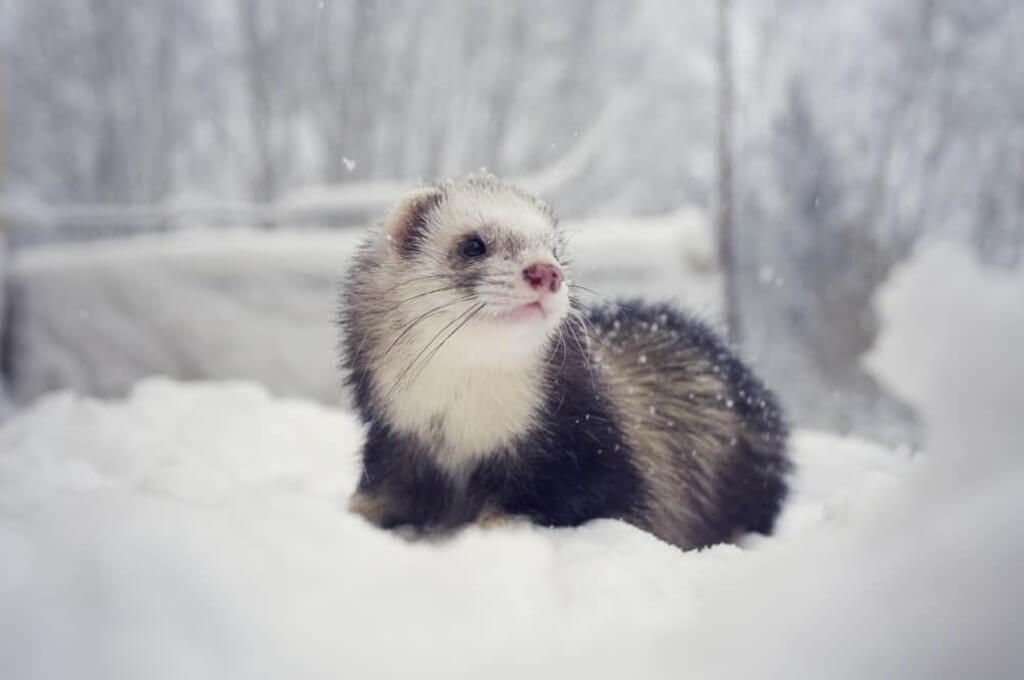 Black Sable Mitt: types of ferrets