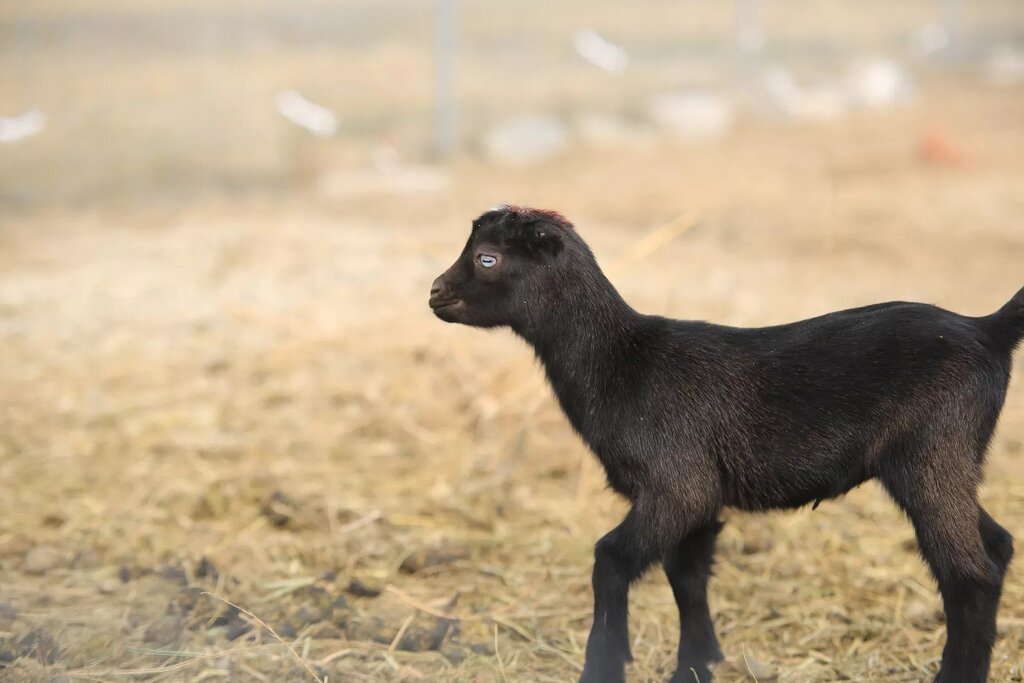 Mini Lamancha Goats