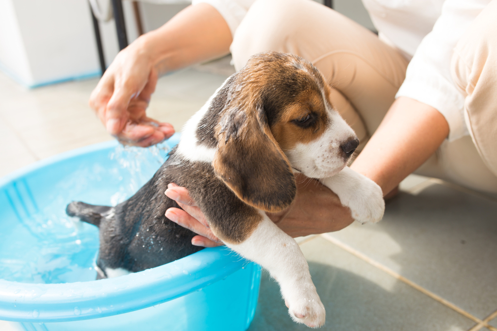 Bathe Every 4-6 Weeks to Groom Your Beagle