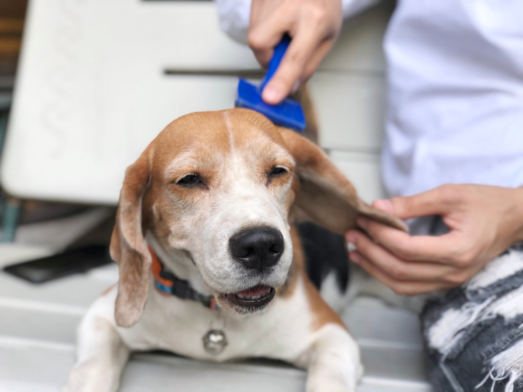 Groom Your Beagle: Brush Once Every Two Days 