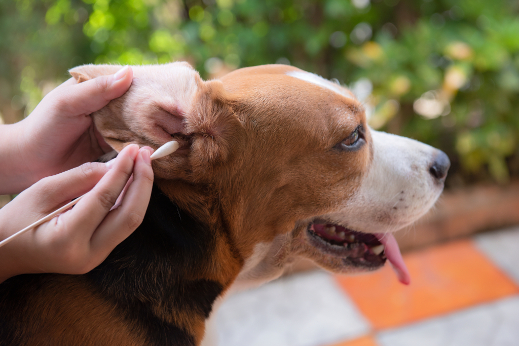 Clean Their Ears Once a Week to Groom Your Beagle