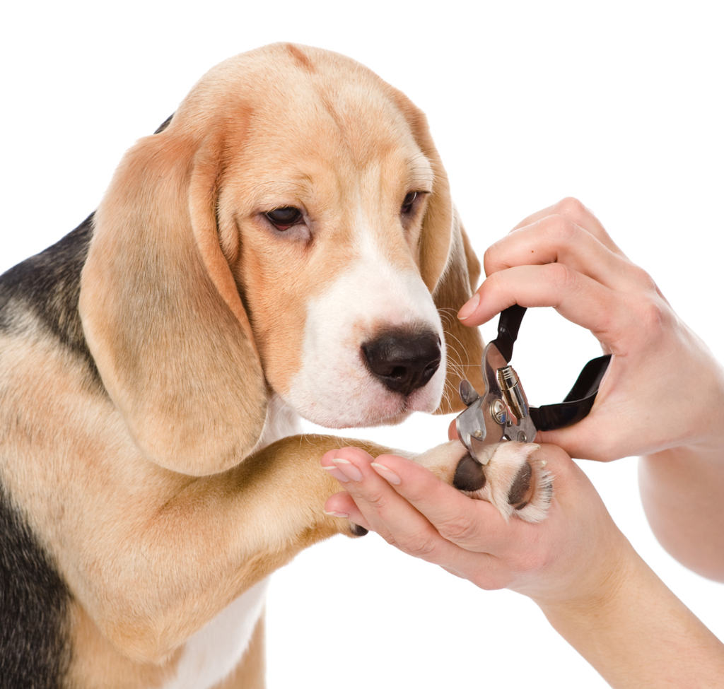 Clip Their Nails to Groom Your Beagle