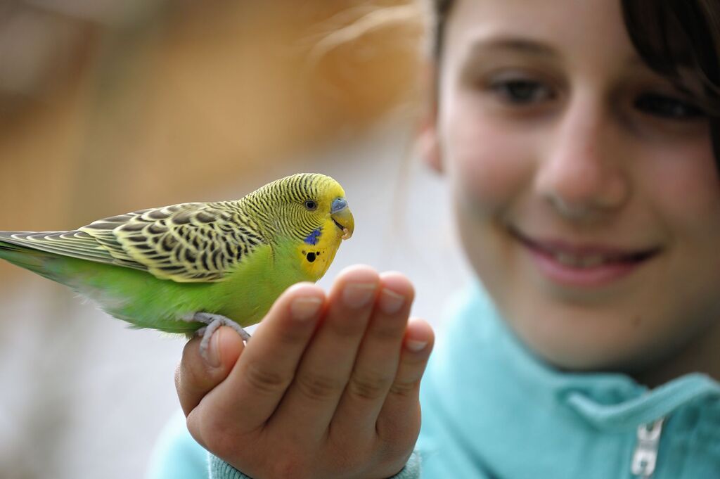 Cleansing and Health-Caring of Parakeets