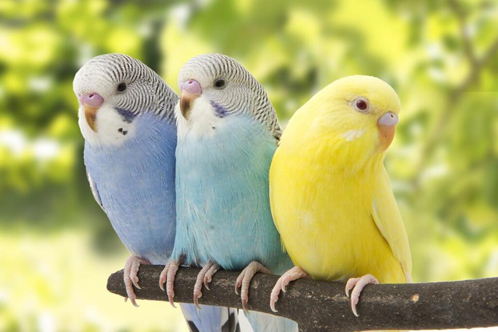 History of Parakeets