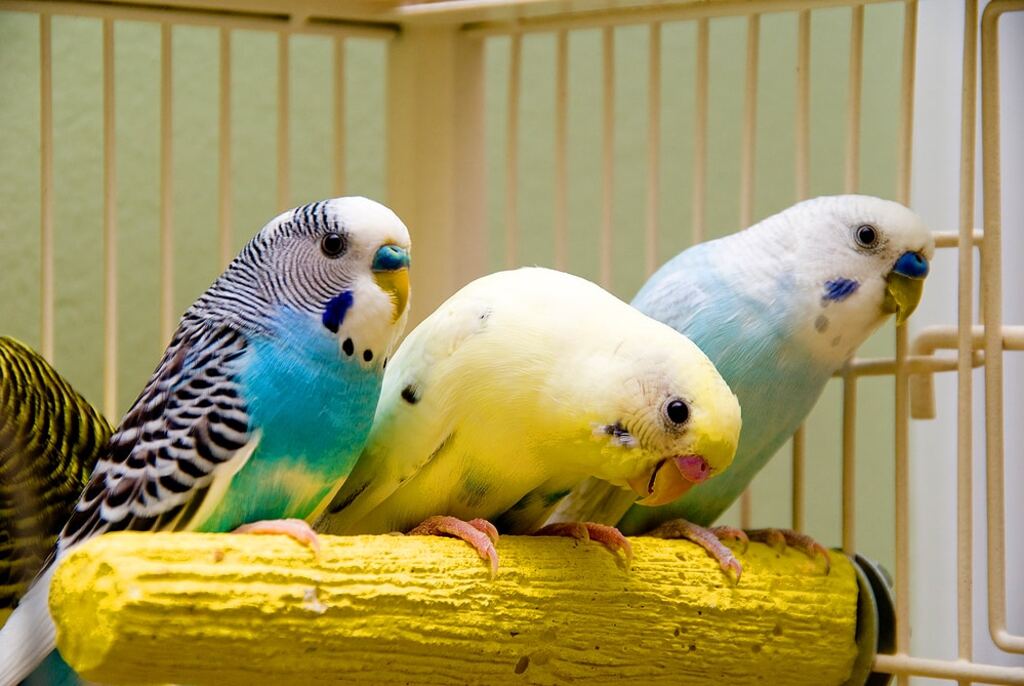 Parakeet Selection