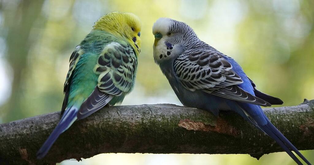 How Long Do Parakeets Live - The Ultimate Summary