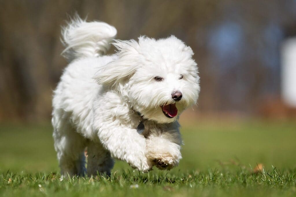 white fluffy dog breeds