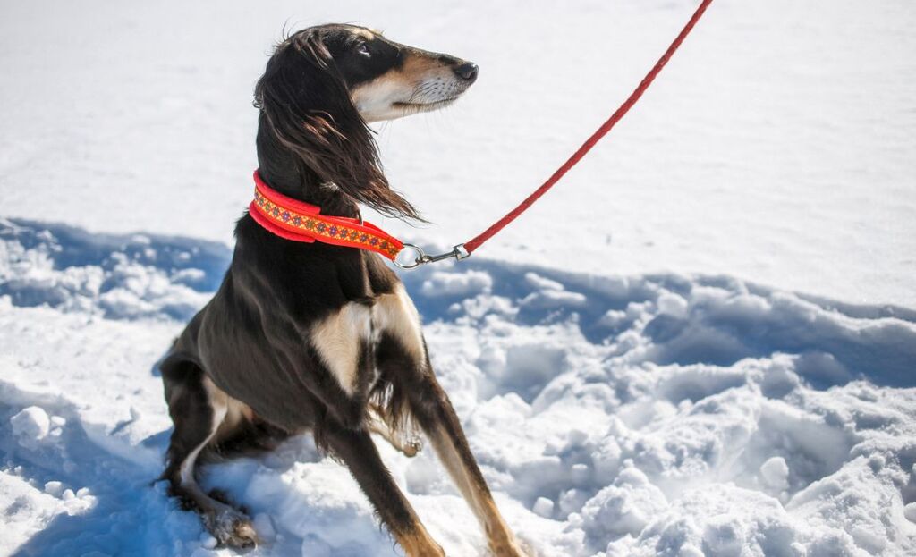 Martingale Collars for Dogs